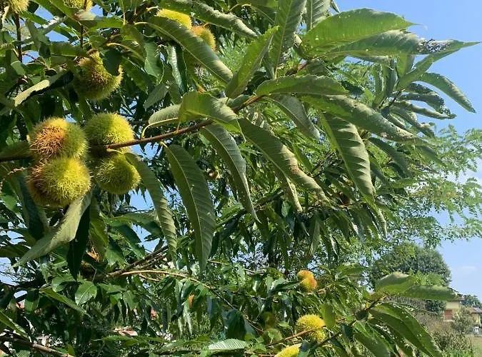 Сasa de vacaciones Maison Diletta